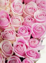 pink-roses-box-arrengement-flowers-in-kadriye-2.webp